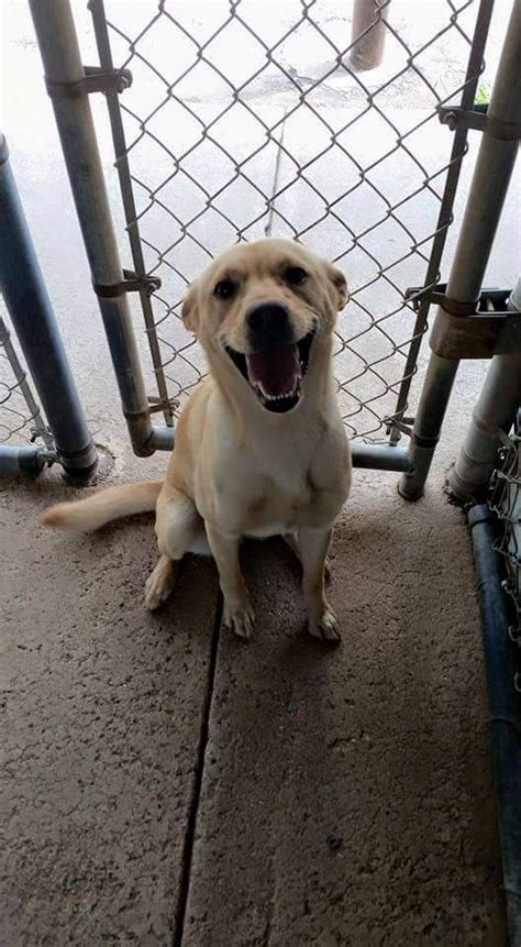 Douglas county animal shelter - Douglas County Animal Care & Services is located at 921 Dump Road, Gardnerville, NV 89410. 775-782-9061. Hours of Operation: Tuesday-Saturday 1:00 PM - 5:00 PM. Closed …